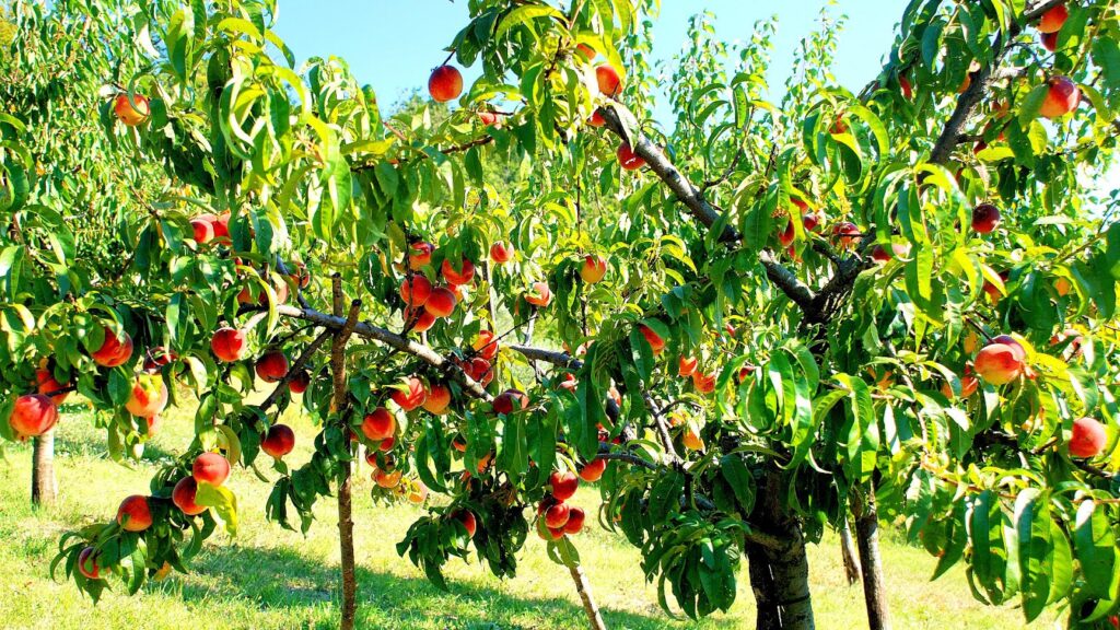 peach tree